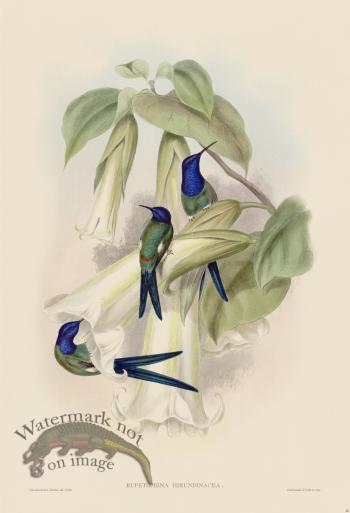 Gould Hummingbird 042